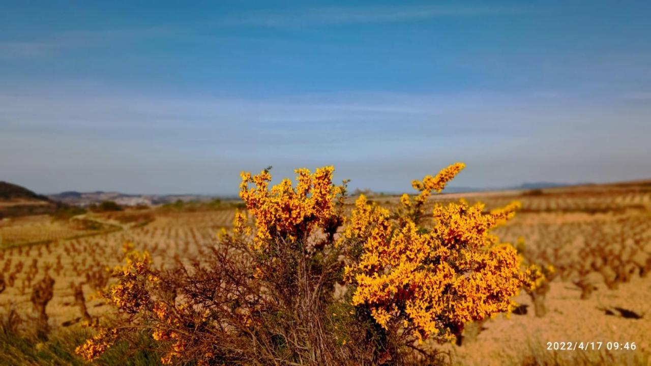 El Guardavinas, Entre Montes Y Vinedos * Ábalos